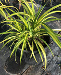 Variegated Pandanus